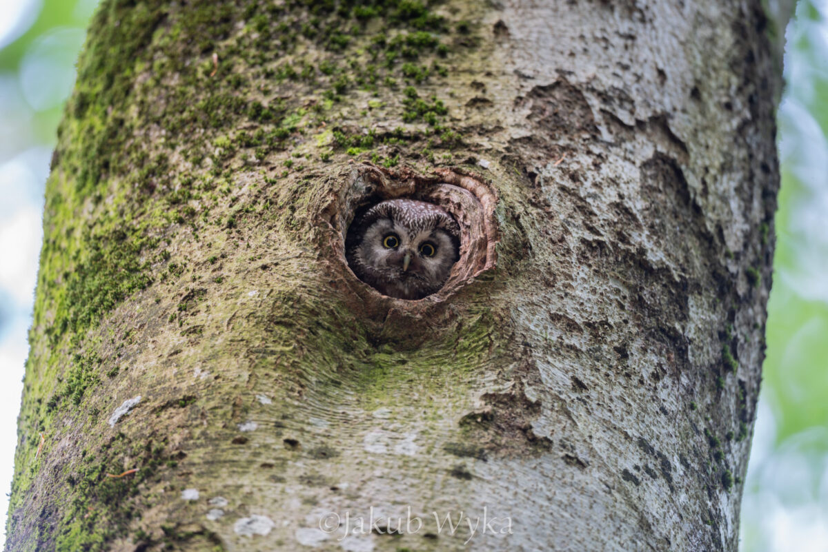 Włochatka (fot. J. Wyka)