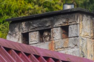 Sowa (puszczyk) w kominie budynku