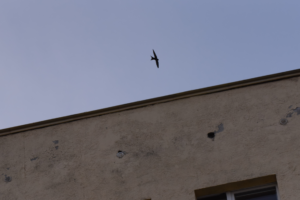 Jerzyk i szczelina w bloku (fot. J. Wyka)